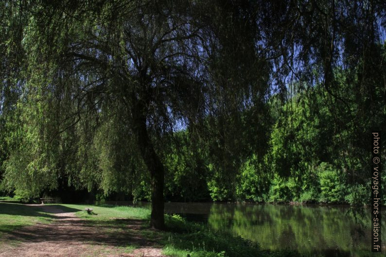 Un saule sur les berges de la Vézère. Photo © Alex Medwedeff