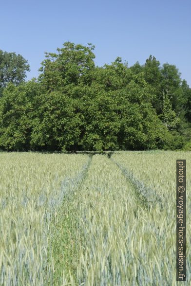 Champ de blé. Photo © Alex Medwedeff