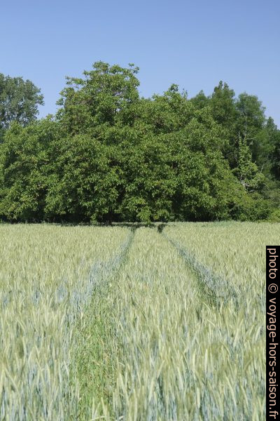 Champ de blé. Photo © Alex Medwedeff