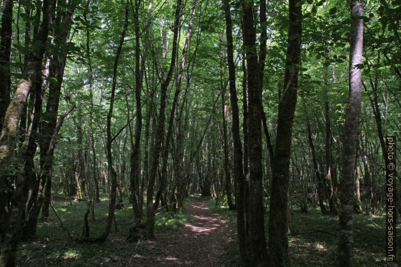 Forêt de la Souquète. Photo © Alex Medwedeff