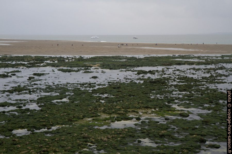 Visiteurs retournant par le Plateau de Cordouan vers leur navire. Photo © Alex Medwedeff
