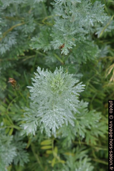 Plantes armatiques. Photo © Alex Medwedeff