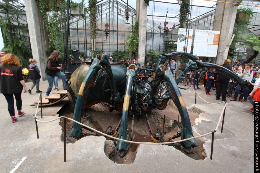 Araignée des Machines de l'Île. Photo © André M. Winter