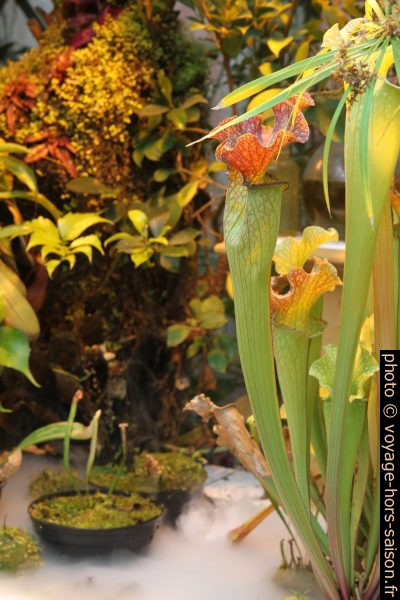 Des plantes carnivores dans Galerie des Machines de Nantes. Photo © Alex Medwedeff