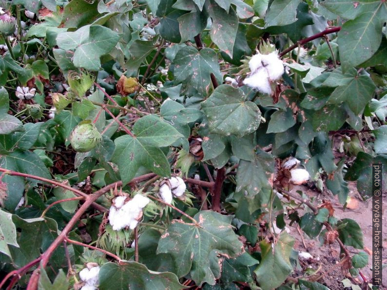 Plantes de coton aux fruits mûrs. Photo © André M. Winter