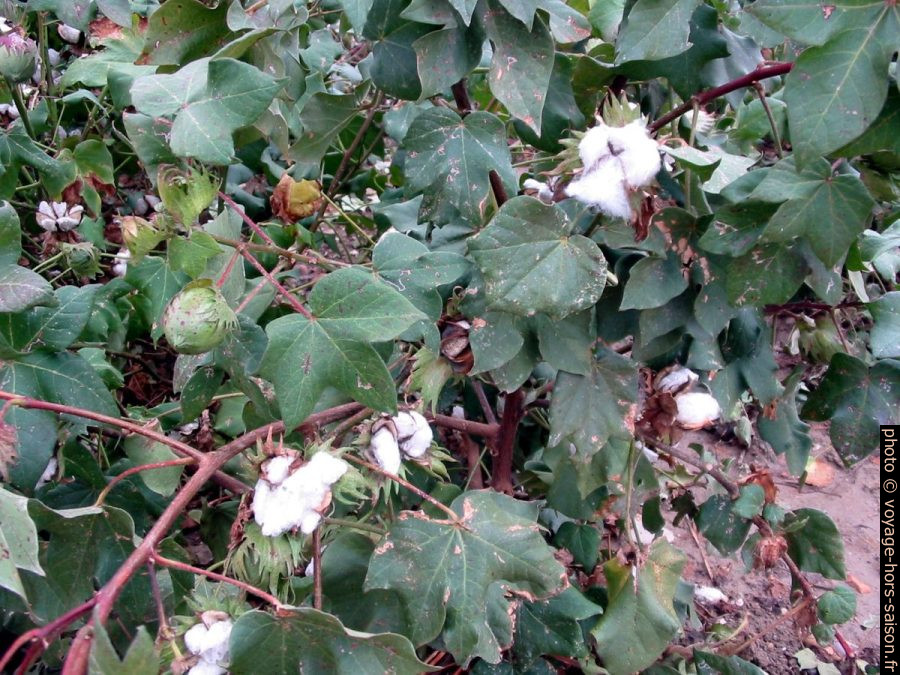 Plantes de coton aux fruits mûrs. Photo © André M. Winter