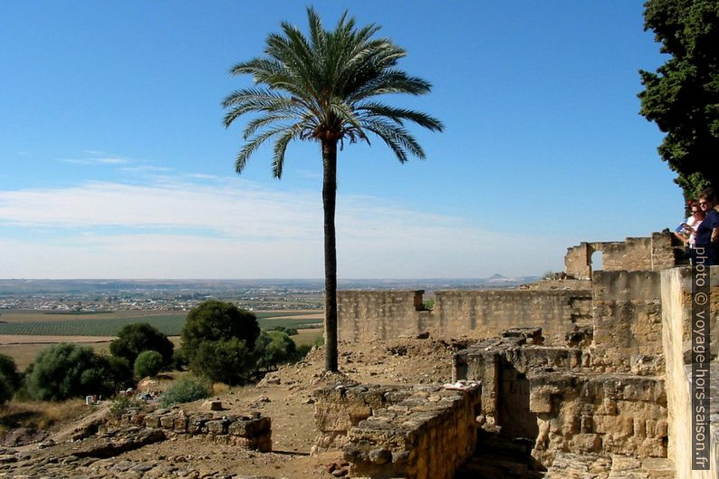 Palmier dans le fouilles de Madinat Al-Zahra. Photo © André M. Winter