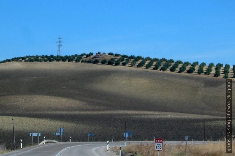 Plantation d'oliviers en Andalousie. Photo © André M. Winter