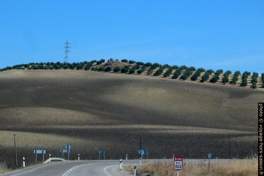 Plantation d'oliviers en Andalousie. Photo © André M. Winter