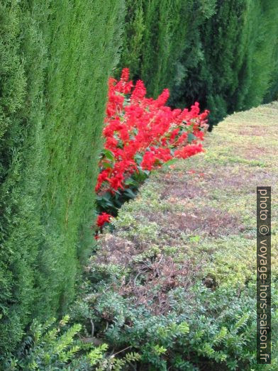 Fleurs en automne. Photo © André M. Winter