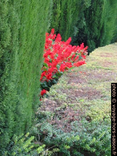 Fleurs en automne. Photo © André M. Winter