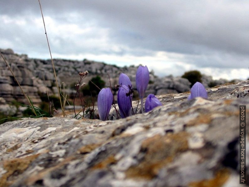 Colchique d'automne à El Torcal. Photo © André M. Winter