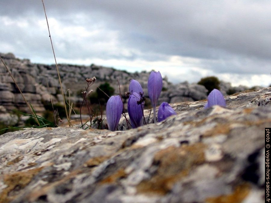 Colchique d'automne à El Torcal. Photo © André M. Winter