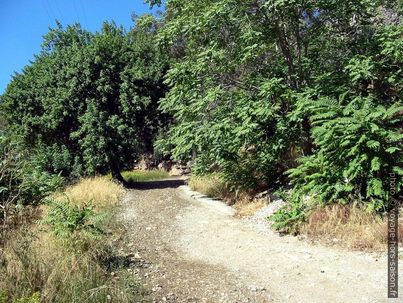 Montée par une piste forestière. Photo © André M. Winter