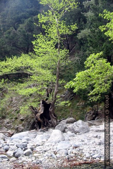 Arbre abîmé par les crues dans les Gorges de Samaria. Photo © André M. Winter