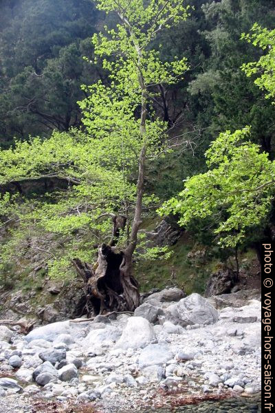 Arbre abîmé par les crues dans les Gorges de Samaria. Photo © André M. Winter