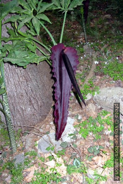 Dracunculus vulgaris dans les Gorges de Samaria. Photo © André M. Winter