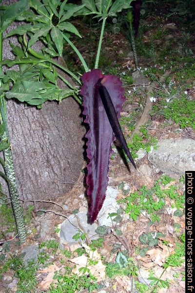 Dracunculus vulgaris dans les Gorges de Samaria. Photo © André M. Winter