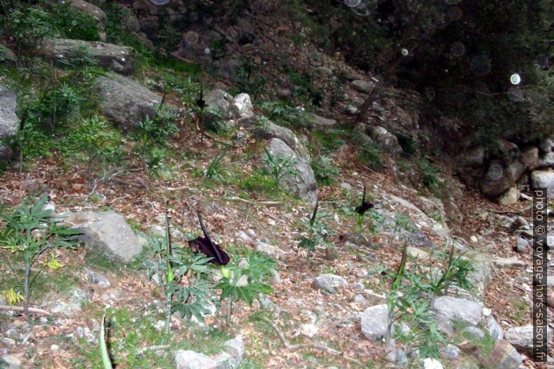 Serpentaire communes dans les Gorges de Samaria. Photo © André M. Winter