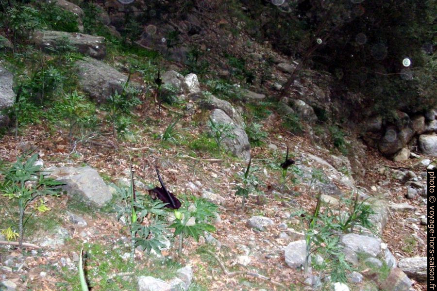 Serpentaire communes dans les Gorges de Samaria. Photo © André M. Winter