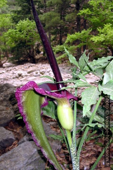 Fleur de serpentaire commune. Photo © André M. Winter