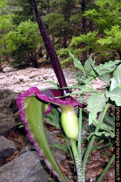 Fleur de serpentaire commune. Photo © André M. Winter