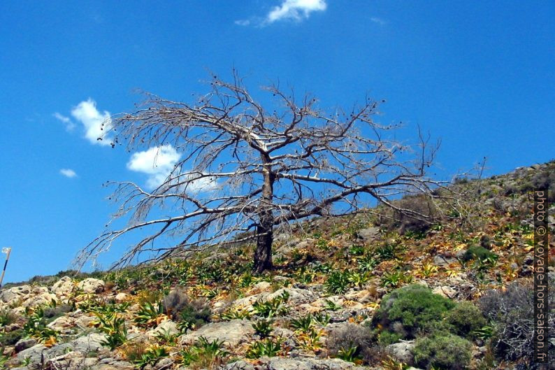 Arbre solitaire mort sur la côte sèche du sud de la Crète. Photo © André M. Winter