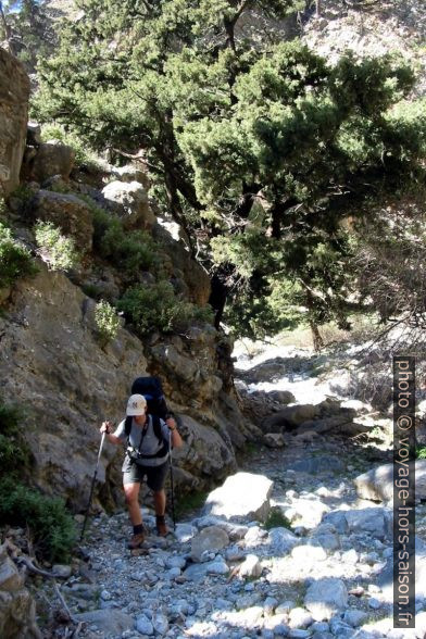 Alex monte sous des beaux cyprès. Photo © André M. Winter