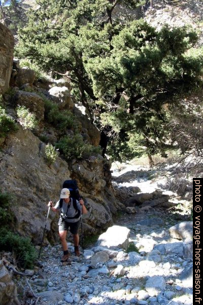 Alex monte sous des beaux cyprès. Photo © André M. Winter