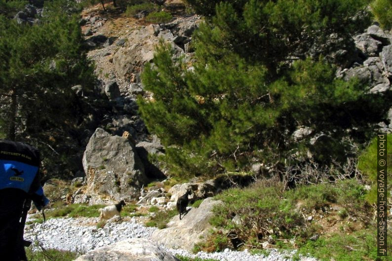 Des chèvres dans la partie basse des Gorges de Tripiti. Photo © André M. Winter