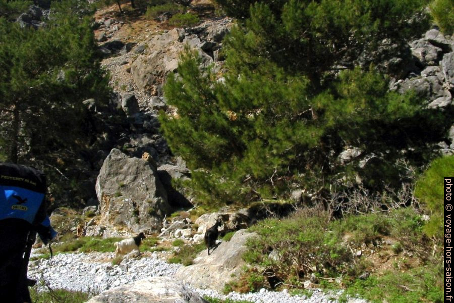 Des chèvres dans la partie basse des Gorges de Tripiti. Photo © André M. Winter