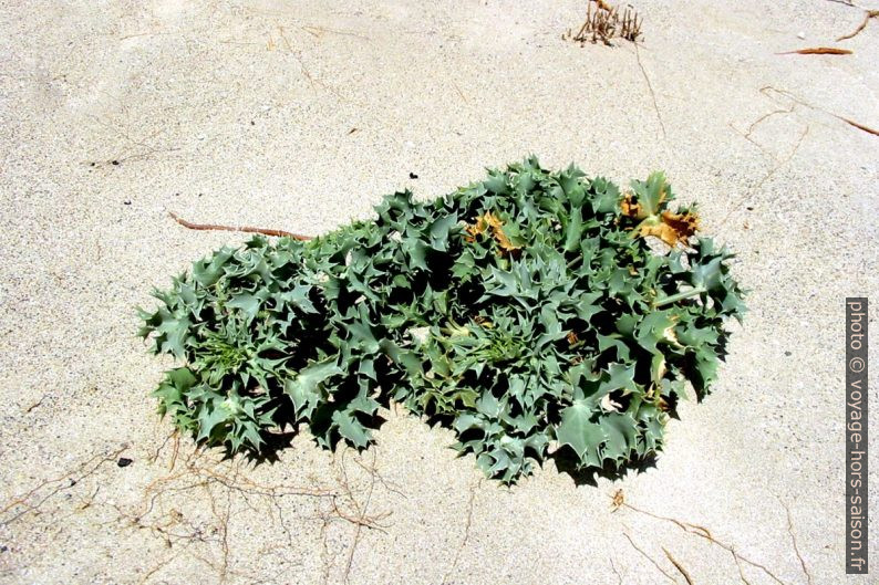 Plantes au feuilles piquantes. Photo © André M. Winter