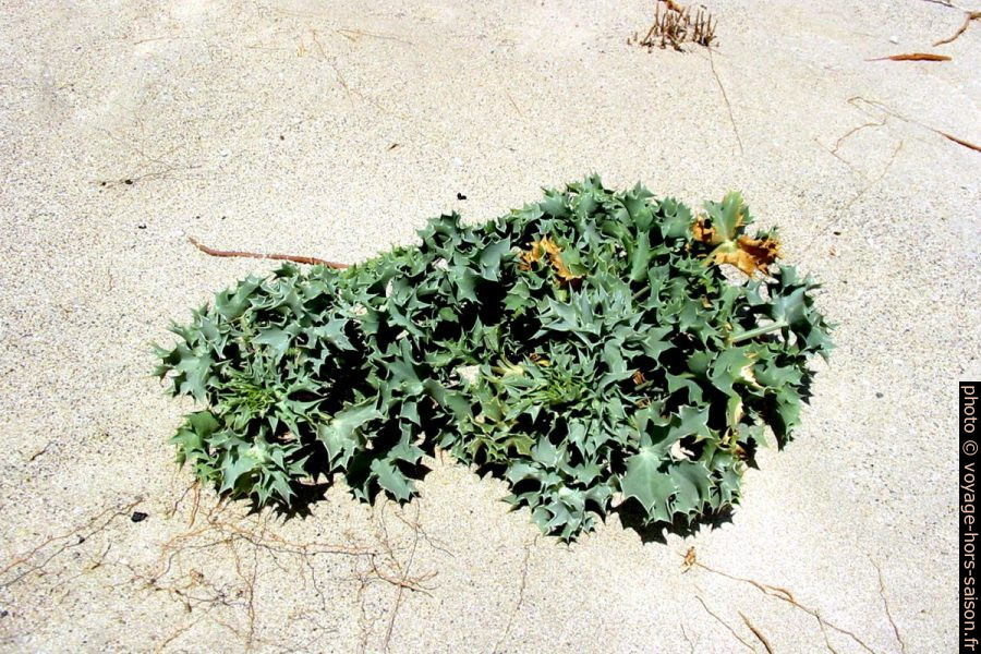 Plantes au feuilles piquantes. Photo © André M. Winter