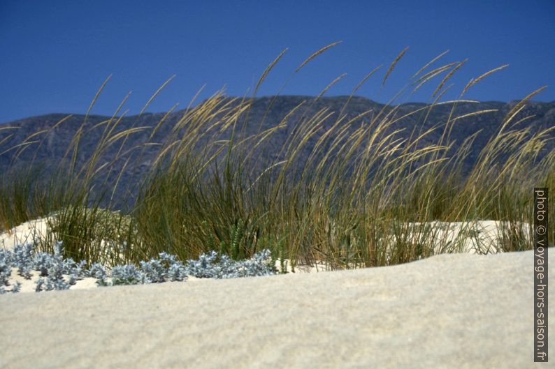 Herbes sur les dunes de la presqu'île d'Elafonisi. Photo © Alex Medwedeff