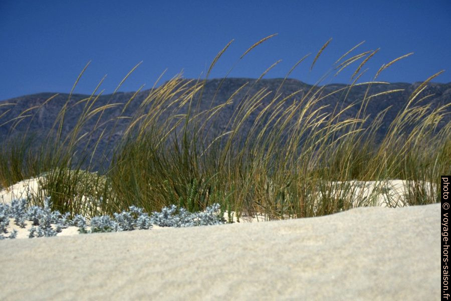 Herbes sur les dunes de la presqu'île d'Elafonisi. Photo © Alex Medwedeff