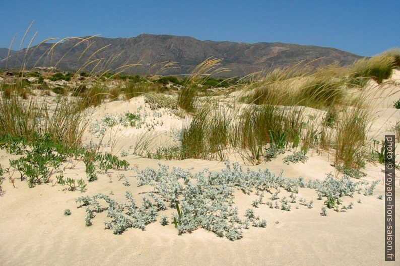 Dunes sur la presqu'île d'Elafonisi. Photo © André M. Winter