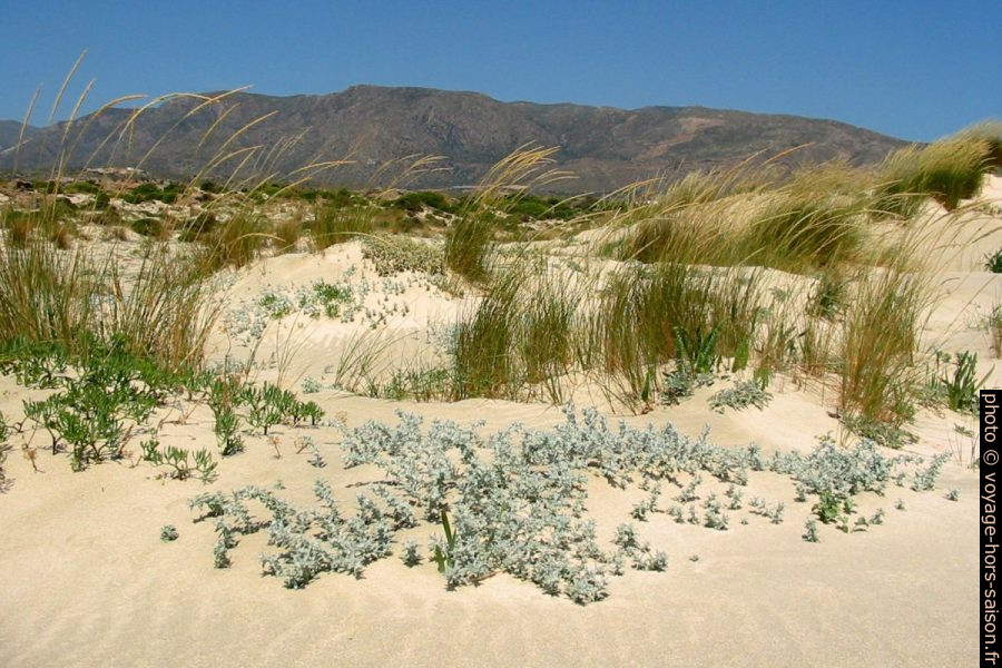 Dunes sur la presqu'île d'Elafonisi. Photo © André M. Winter