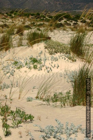 Les dunes de la presqu'île d'Elafonisi. Photo © André M. Winter