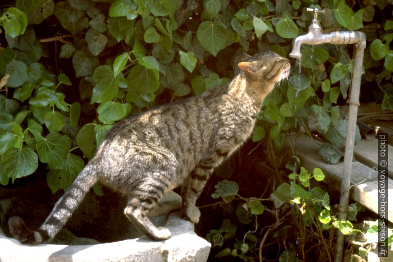 Un chat boit de l'eau à un robinet . Photo © Alex Medwedeff