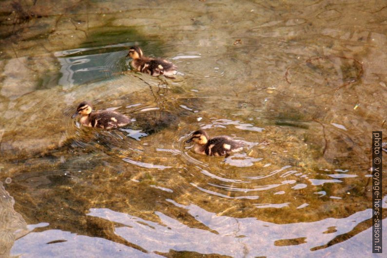 Canetons dans la Mer Baltique. Photo © André M. Winter