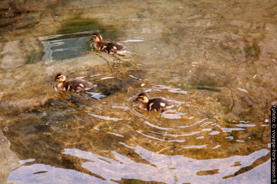 Canetons dans la Mer Baltique. Photo © André M. Winter