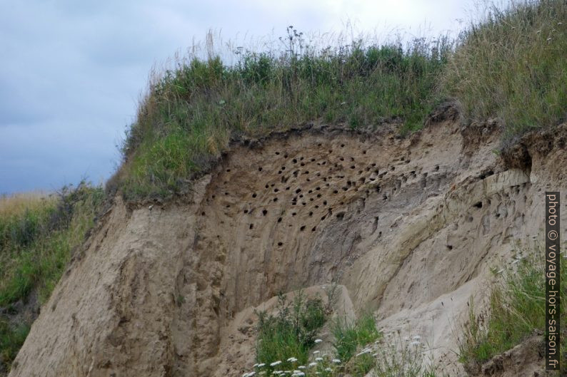 Nids d’oiseau sur la côte de la Mer Baltique. Photo © Alex Medwedeff