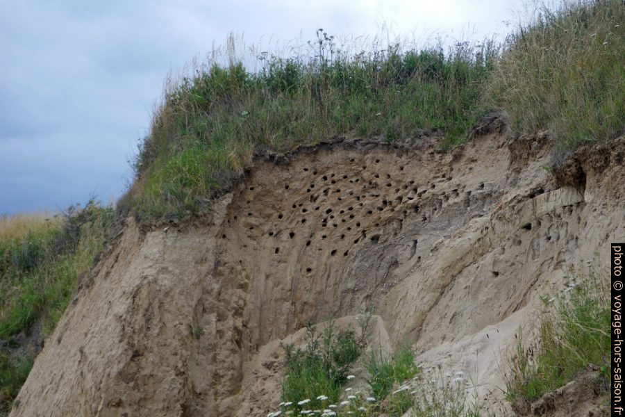 Nids d’oiseau sur la côte de la Mer Baltique. Photo © Alex Medwedeff
