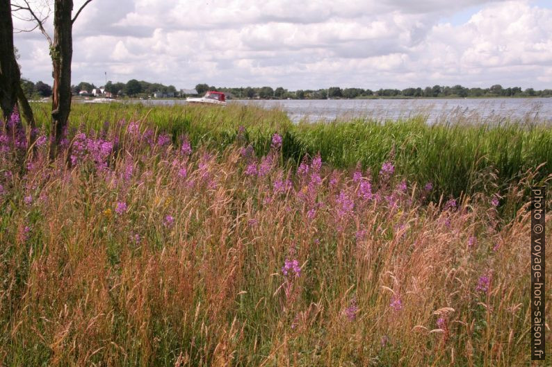 Fleurs sur le bord du lac Sunds Sø. Photo © Alex Medwedeff