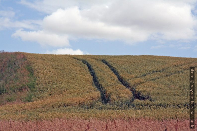 Traces d'un tracteur dans un champ de céréales. Photo © Alex Medwedeff