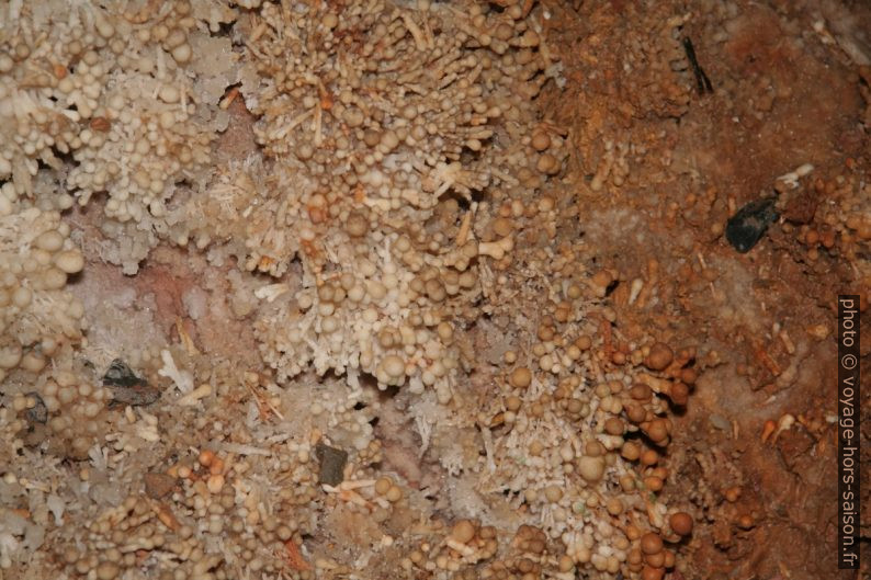 Concrétions calcaires en choux-fleur sur les parois de la Grotte de Toirano. Photo © André M. Winter