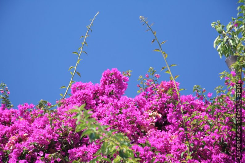 Bougainvillée. Photo © André M. Winter