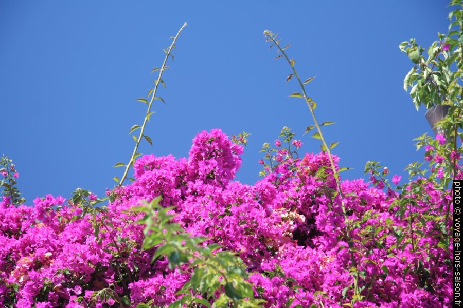 Bougainvillée. Photo © André M. Winter