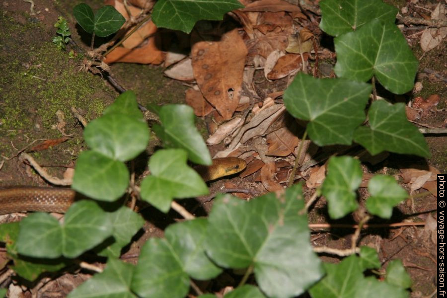 Couleuvre d'Esculape. Photo © André M. Winter