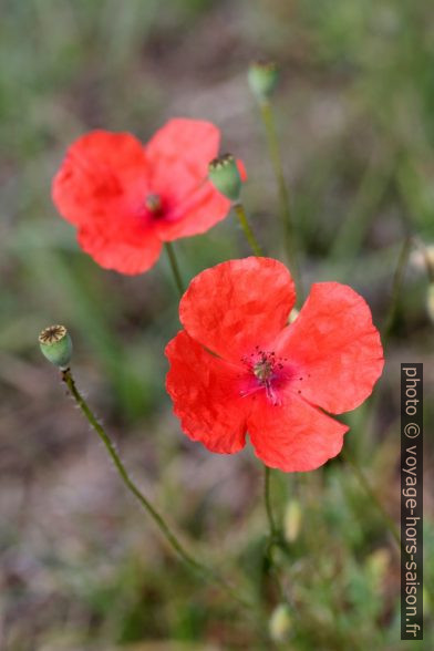 Coquelicot. Photo © Alex Medwedeff